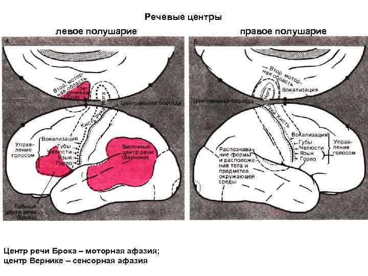 Речевые центры левое полушарие Центр речи Брока – моторная афазия; центр Вернике – сенсорная