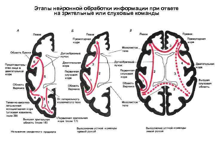 Этапы нейронной обработки информации при ответе на зрительные или слуховые команды 