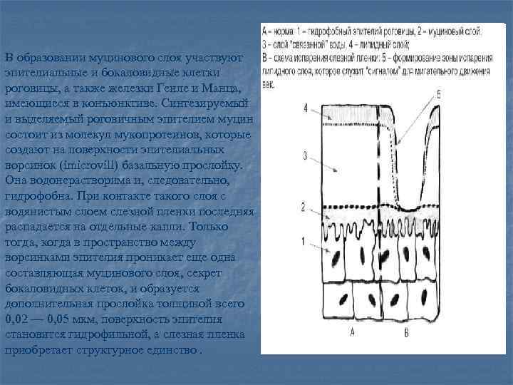 В образовании муцинового слоя участвуют эпителиальные и бокаловидные клетки роговицы, а также железки Генле