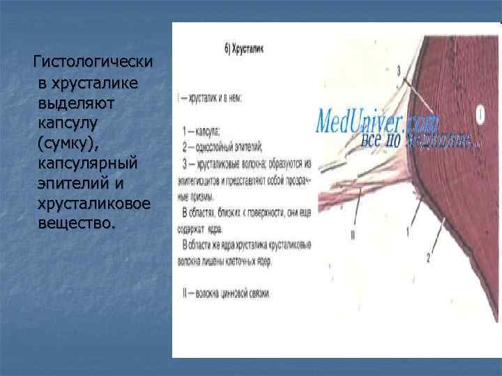  Гистологически в хрусталике выделяют капсулу (сумку), капсулярный эпителий и хрусталиковое вещество. 