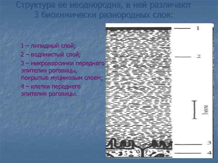 Структура ее неоднородна, в ней различают 3 биохимически разнородных слоя: 1 – липидный слой;