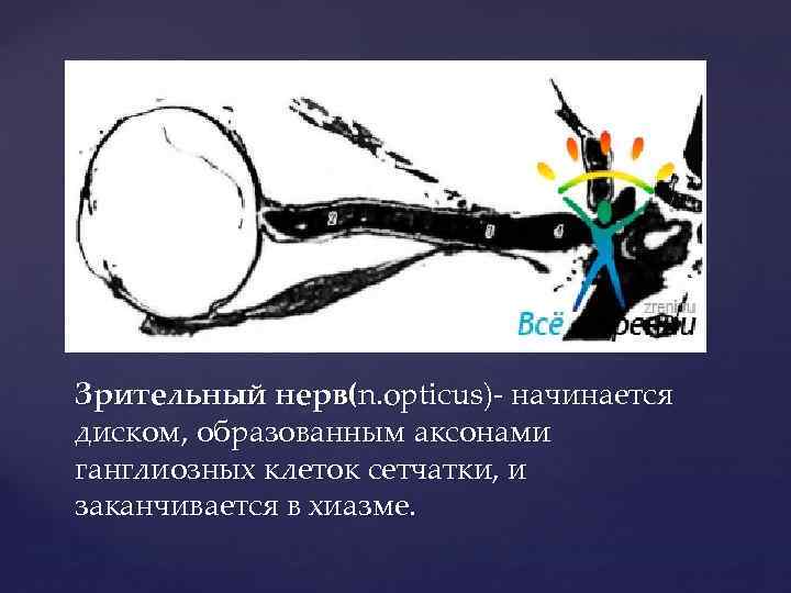 Зрительный нерв(n. opticus)- начинается диском, образованным аксонами ганглиозных клеток сетчатки, и заканчивается в хиазме.