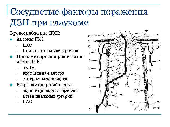 Сосудистые факторы поражения ДЗН при глаукоме Кровоснабжение ДЗН: n Аксоны ГКС - n Преламинарная