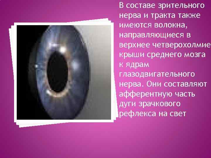 В составе зрительного нерва и тракта также имеются волокна, направляющиеся в верхнее четверохолмие крыши