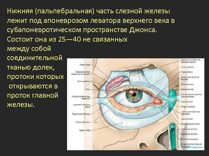 Нижняя (пальпебральная) часть слезной железы лежит под апоневрозом леватора верхнего века в субапоневротическом пространстве