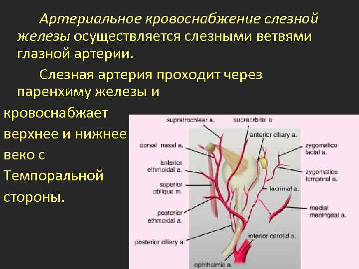 Артериальное кровоснабжение слезной железы осуществляется слезными ветвями глазной артерии. Слезная артерия проходит через паренхиму