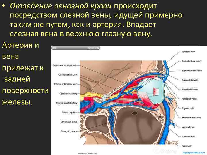  • Отведение венозной крови происходит посредством слезной вены, идущей примерно таким же путем,