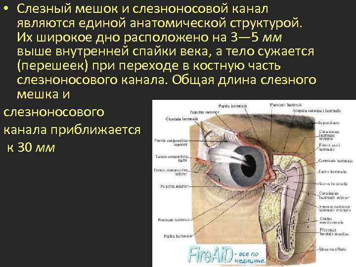 Где находятся слезные железы у человека фото