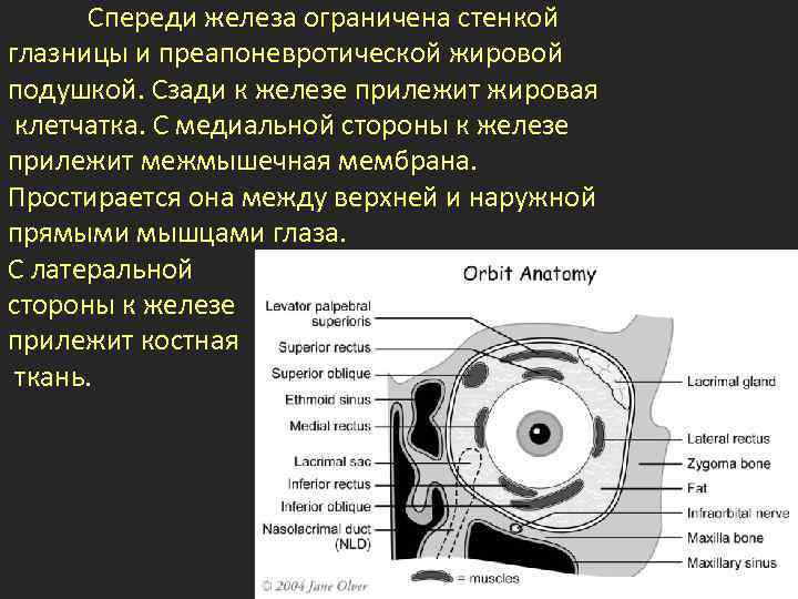 Спереди железа ограничена стенкой глазницы и преапоневротической жировой подушкой. Сзади к железе прилежит жировая