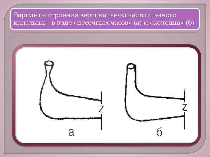 Варианты строения вертикальной части слезного канальца: - в виде «песочных часов» (а) и «колодца»