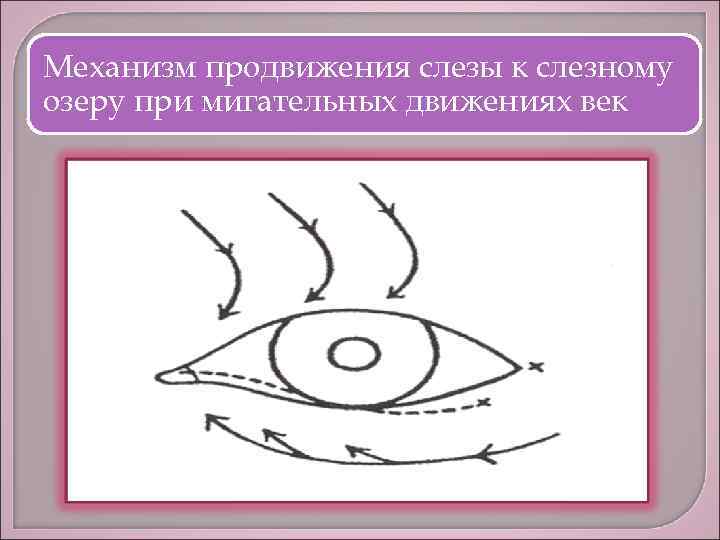 Механизм продвижения слезы к слезному озеру при мигательных движениях век 