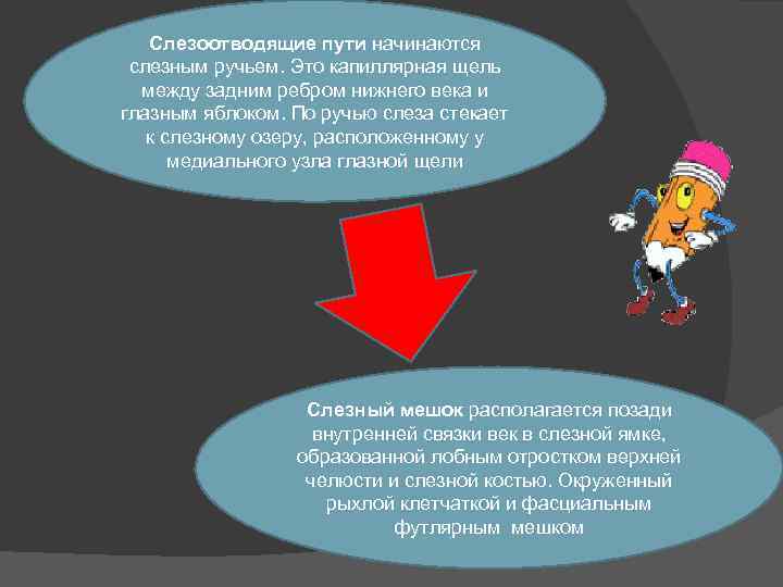 Слезоотводящие пути начинаются слезным ручьем. Это капиллярная щель между задним ребром нижнего века и