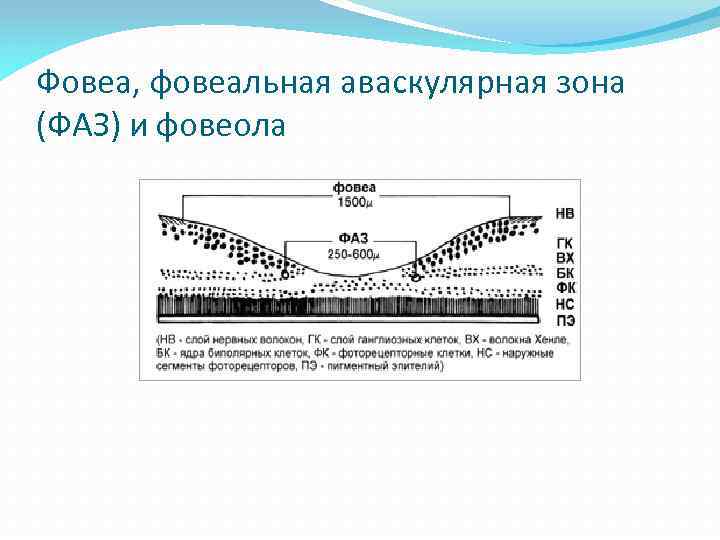 Фовеа, фовеальная аваскулярная зона (ФАЗ) и фовеола 