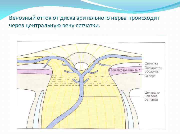 Венозный отток от диска зрительного нерва происходит через центральную вену сетчатки. 