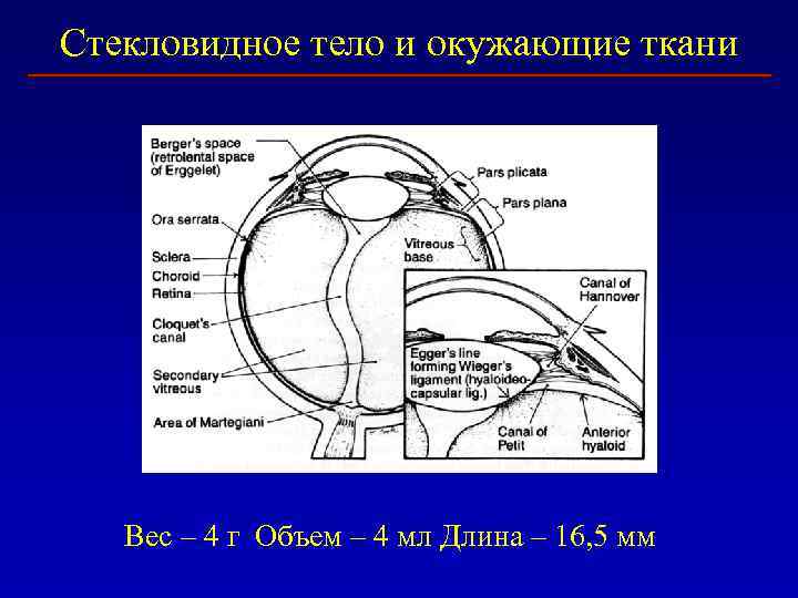 Стекловидное тело и окужающие ткани Вес – 4 г Объем – 4 мл Длина