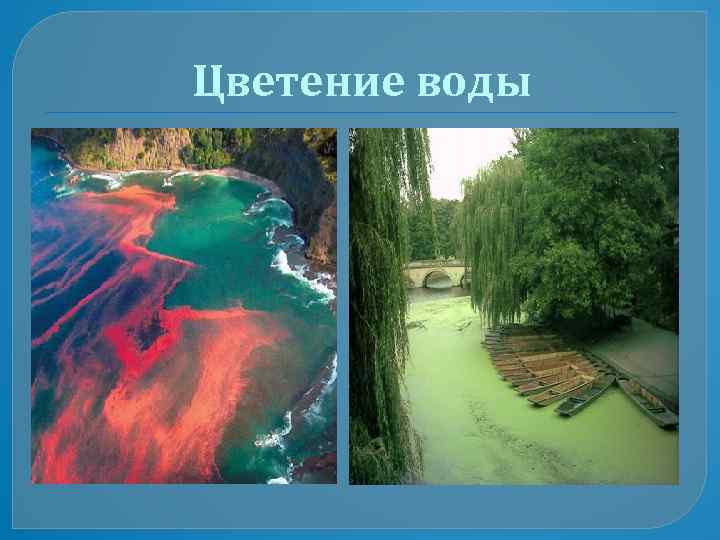 Цветение воды 