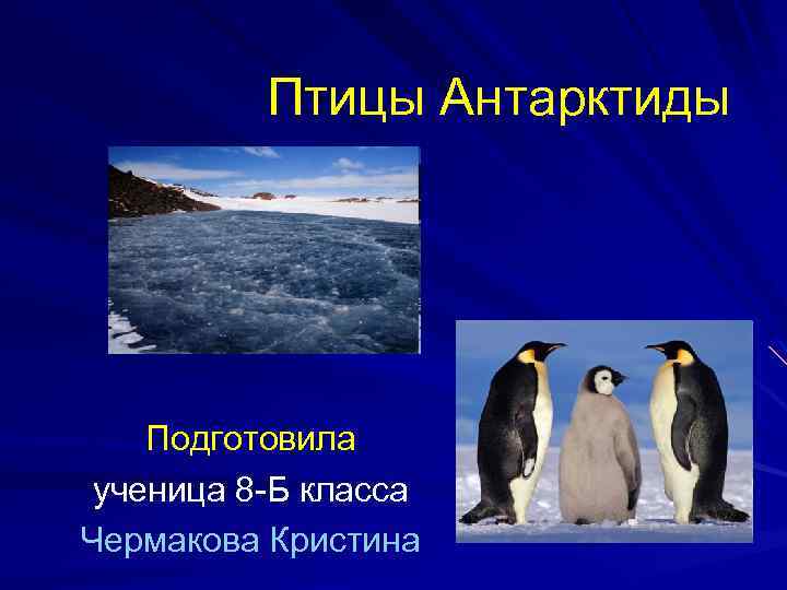 Сообщение о животных антарктиды. Птицы Антарктиды. Птицы Антарктиды презентация. Птицы Антарктиды с названиями. Животный мир Антарктиды презентация.