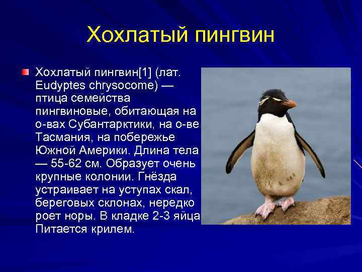 Рассказы про пингвинов для детей. Хохлатый Пингвин в Антарктиде. Описание пингвина. Характеристика пингвинов. Проект про пингвинов.