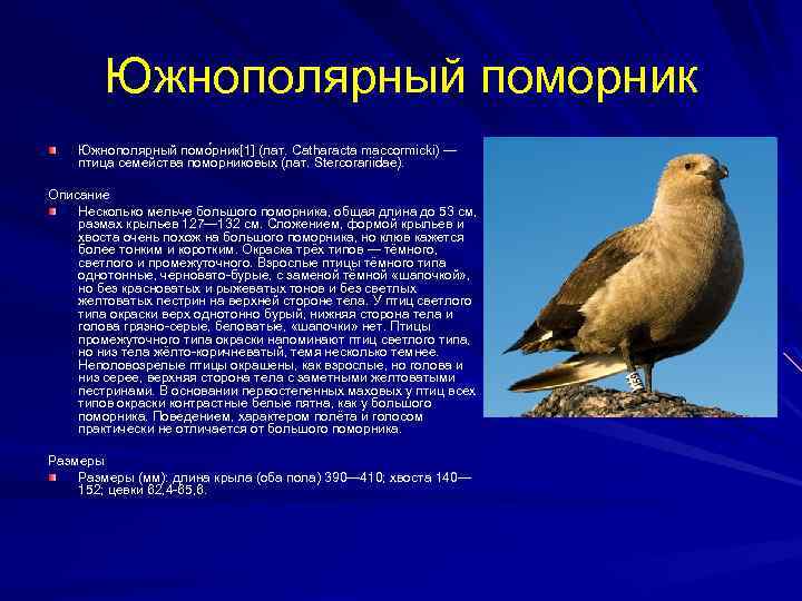 Поморник птица фото и описание