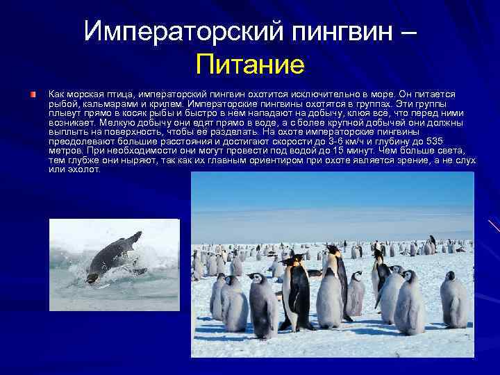 Почему медведи не охотятся на императорских пингвинов. Императорский Пингвин питание. Императорский Пингвин в Антарктиде. Чем питаются пингвины в Антарктиде. Образ жизни пингвинов кратко.