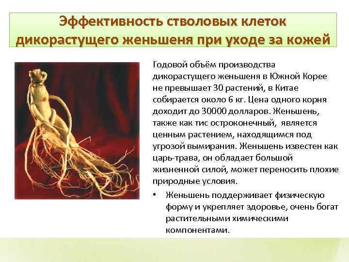 Эффективность стволовых клеток дикорастущего женьшеня при уходе за кожей Годовой объём производства дикорастущего женьшеня