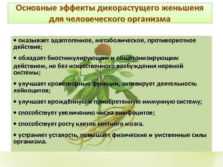 Основные эффекты дикорастущего женьшеня для человеческого организма • оказывает адаптогенное, метаболическое, противорвотное действие; •