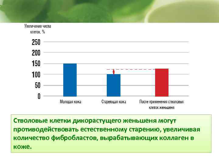 Стволовые клетки дикорастущего женьшеня могут противодействовать естественному старению, увеличивая количество фибробластов, вырабатывающих коллаген в