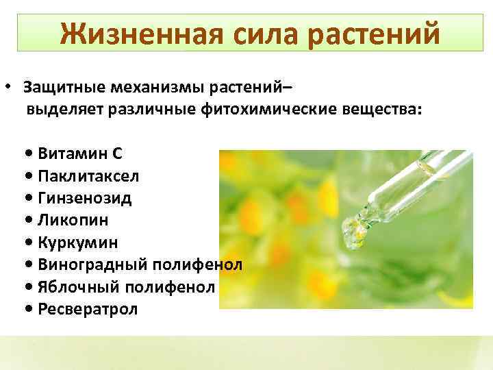 Жизненная сила растений • Защитные механизмы растений– выделяет различные фитохимические вещества: • Витамин С
