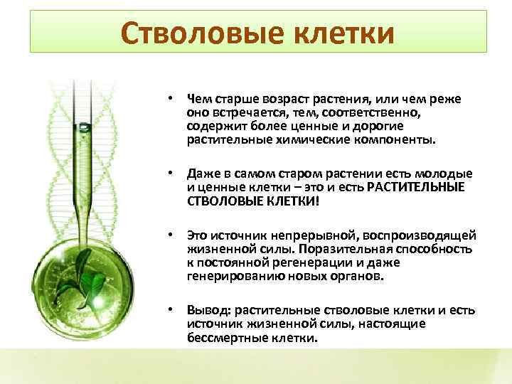 Стволовые клетки • Чем старше возрастения, или чем реже оно встречается, тем, соответственно, содержит