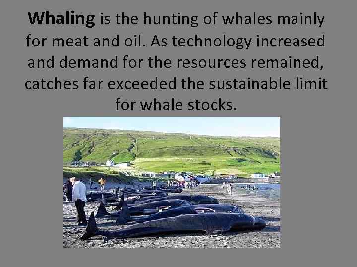 Whaling is the hunting of whales mainly for meat and oil. As technology increased