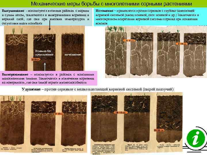 Механические меры борьбы с многолетними сорными растениями Высушивание используется в южных районах с жарким