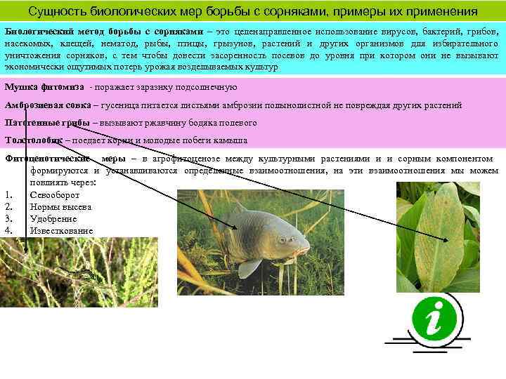 Сущность биологических мер борьбы с сорняками, примеры их применения Биологический метод борьбы с сорняками
