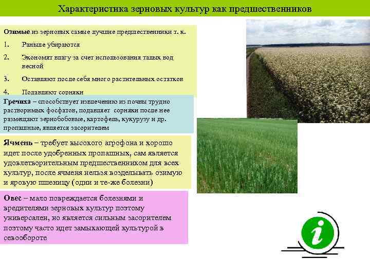 Характеристика зерновых культур как предшественников Озимые из зерновых самые лучшие предшественники т. к. 1.