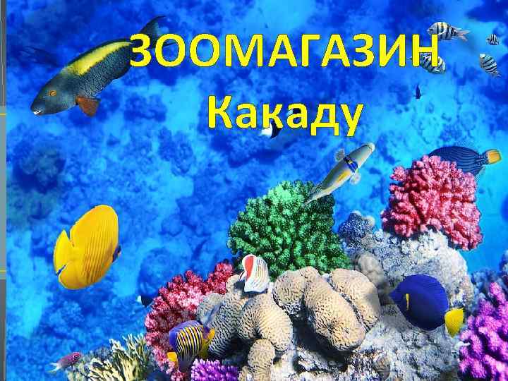 ЗООМАГАЗИН Какаду 