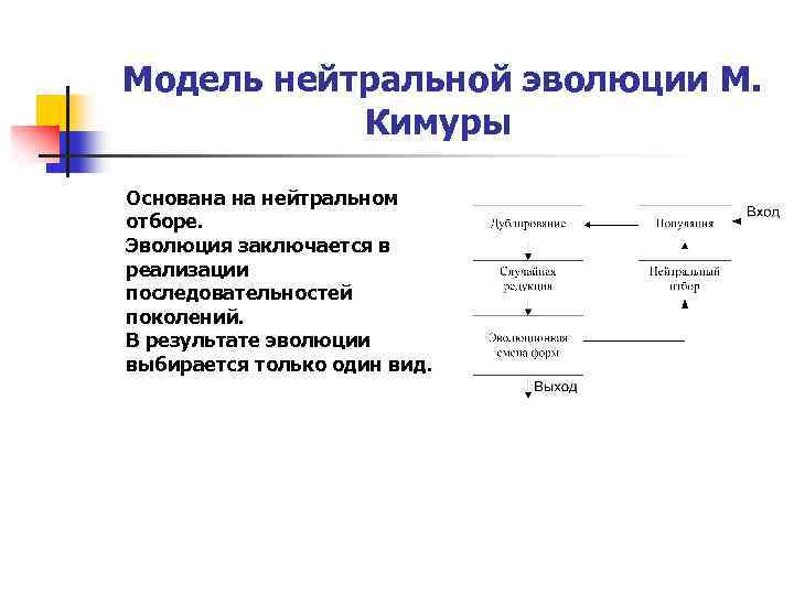 Модель нейтральной эволюции М. Кимуры Основана на нейтральном отборе. Эволюция заключается в реализации последовательностей