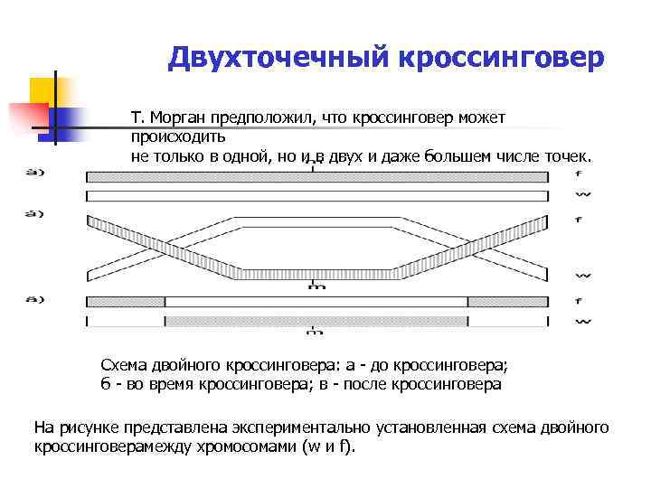 Двухточечный кроссинговер Т. Морган предположил, что кроссинговер может происходить не только в одной, но