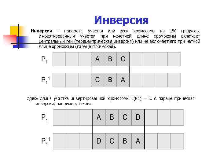 Инверсия Инверсии – повороты участка или всей хромосомы на 180 градусов. Инвертированный участок при