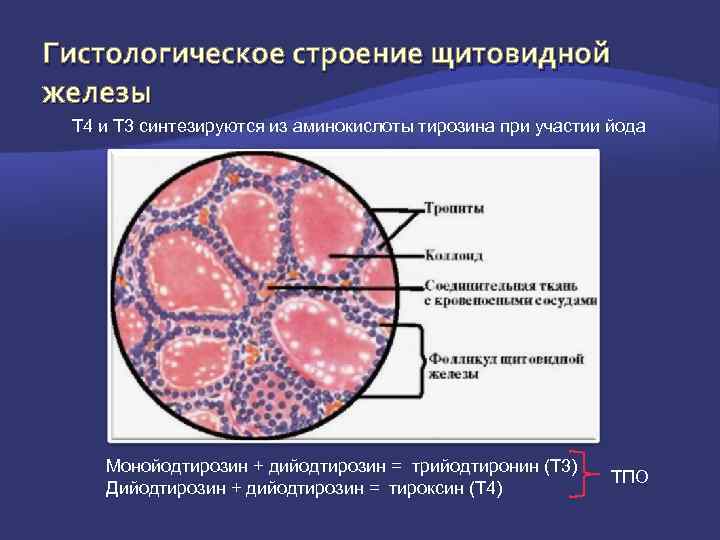 Гистологическое строение щитовидной железы Т 4 и Т 3 синтезируются из аминокислоты тирозина при