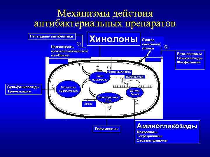 Механизмы действия антибактериальных препаратов Хинолоны Пептидные антибиотики - Целостность цитоплазматической мембраны Синтез клеточной стенки