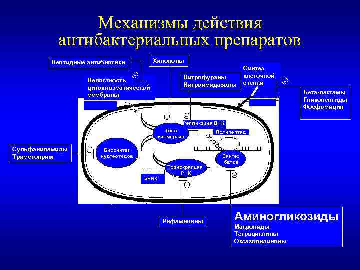 Механизм действия препарата. Механизм антибактериального действия. Механизм антибактериального действия сульфаниламидов. Механизм антибактериальных препаратов.. Механизмы действия антибактериальных средств фармакология.