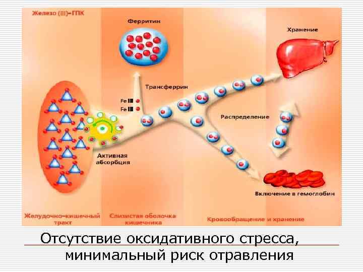 Отсутствие оксидативного стресса, минимальный риск отравления 