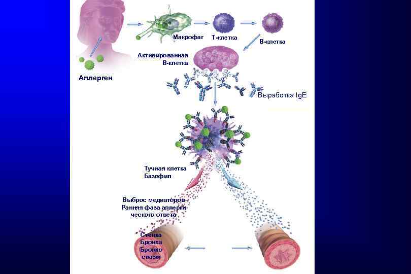 Активация макрофагов. Активированные макрофаги. Медиаторы тучных клеток и базофилов. Тучные клетки это макрофаги. Медиаторы, которые вырабатывает активированный Макрофаг.