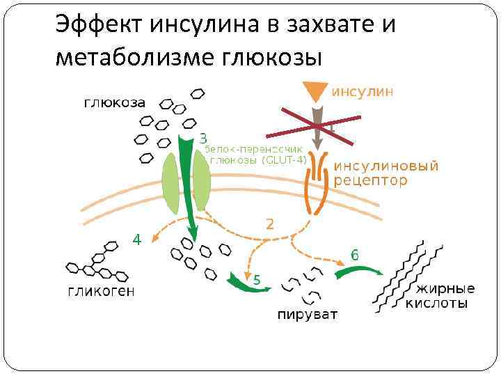 Действие инсулина