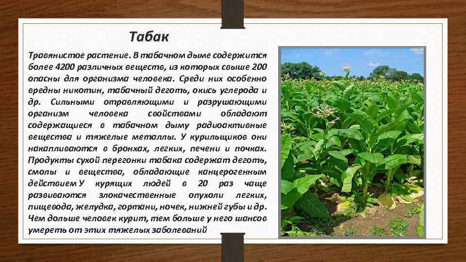 Табак Травянистое растение. В табачном дыме содержится более 4200 различных веществ, из которых свыше