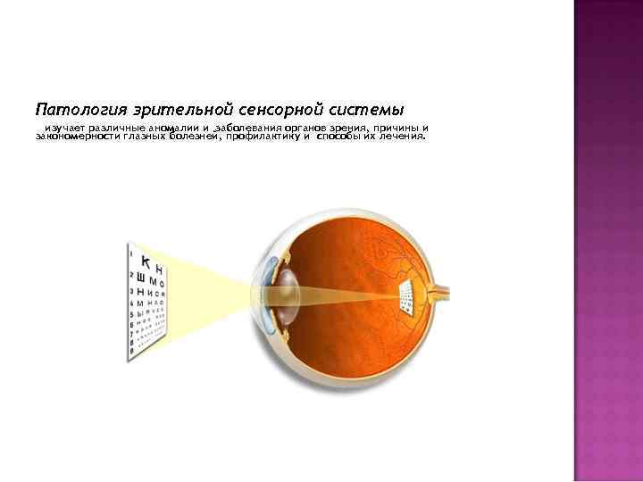 Патология зрительной сенсорной системы изучает различные аномалии и заболевания органов зрения, причины и закономерности