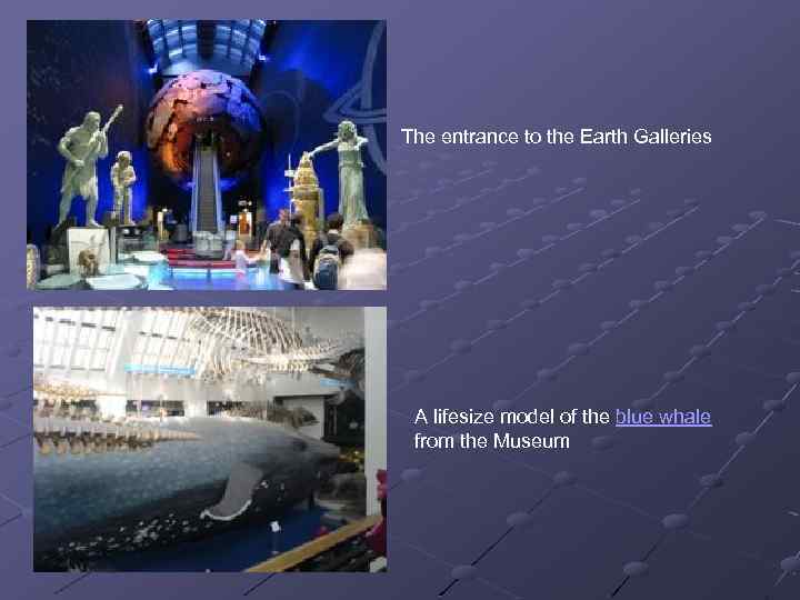 The entrance to the Earth Galleries A lifesize model of the blue whale from