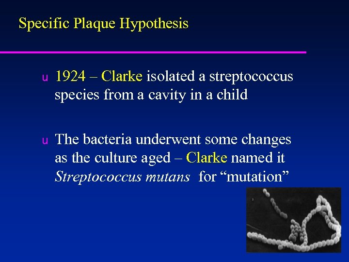 Specific Plaque Hypothesis u 1924 – Clarke isolated a streptococcus species from a cavity