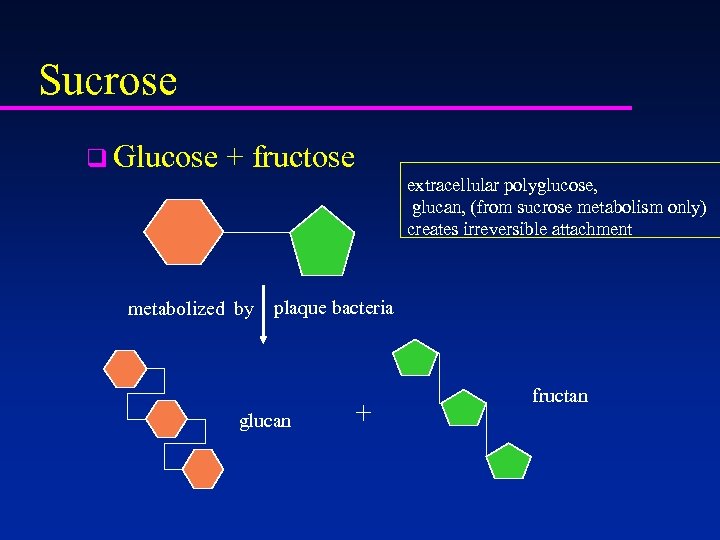 Sucrose q Glucose + fructose extracellular polyglucose, glucan, (from sucrose metabolism only) creates irreversible