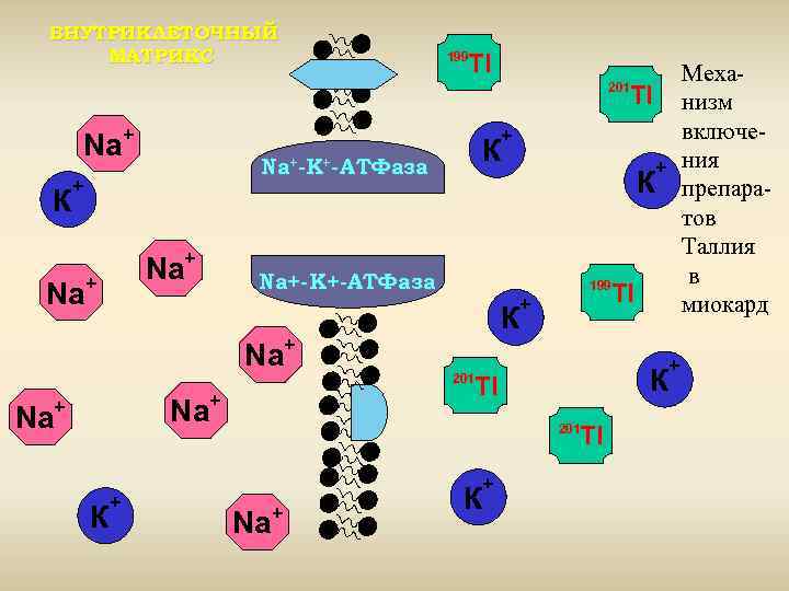ВНУТРИКЛЕТОЧНЫЙ МАТРИКС Tl 199 Меха. Tl низм включе+ ния К препаратов Таллия в 199