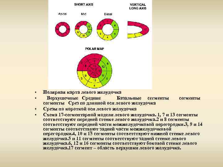 Сегменты миокарда левого желудочка схема